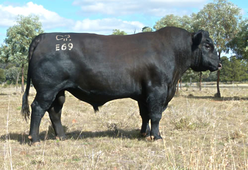 Raff Angus sire